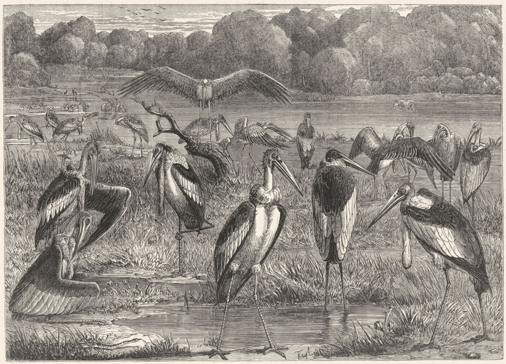 BIRDS. Stilt-Walker. Stork. Adjutant c1870 old antique vintage print picture